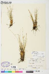 Carex myosuroides image