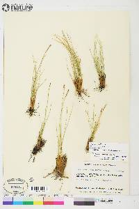 Carex myosuroides image