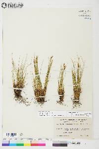 Carex myosuroides image