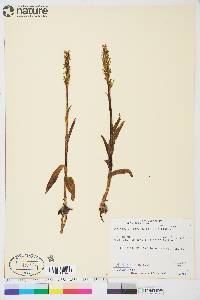 Platanthera hyperborea image