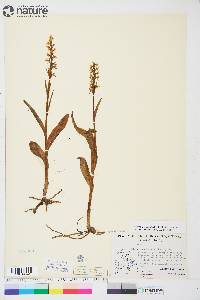 Platanthera dilatata image