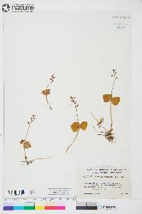 Listera cordata image