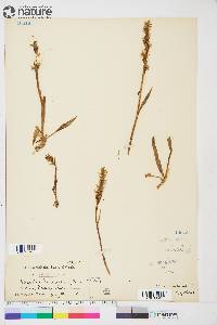 Spiranthes romanzoffiana image