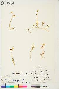 Claytonia bostockii image