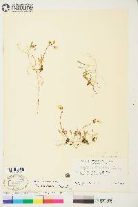 Claytonia bostockii image