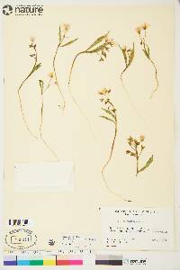 Claytonia tuberosa image