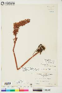 Rumex occidentalis image