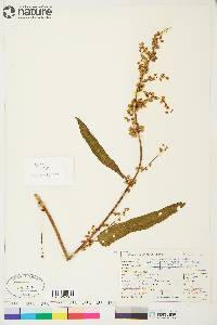 Rumex occidentalis image