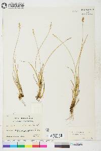 Carex brunnescens subsp. alaskana image