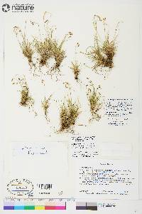 Carex capillaris image