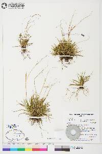 Carex capillaris image