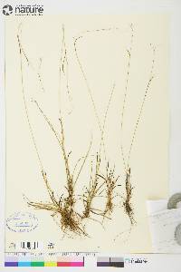 Carex capillaris image