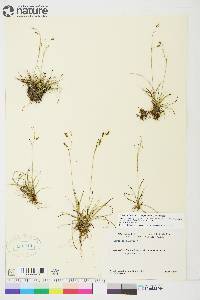 Carex capillaris image