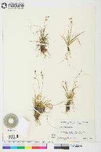 Carex capillaris image