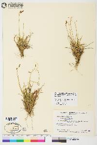 Carex capillaris image