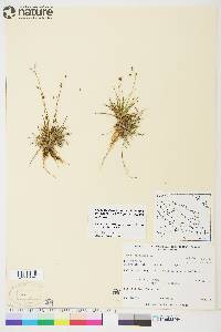 Carex capillaris image