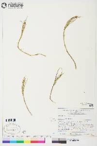 Carex chordorrhiza image