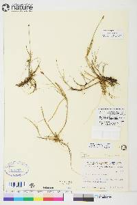 Carex chordorrhiza image