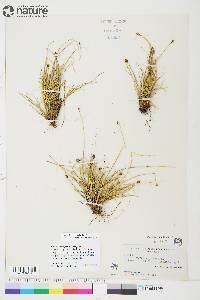 Carex arctogena image