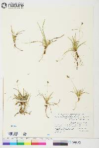 Carex concinna image