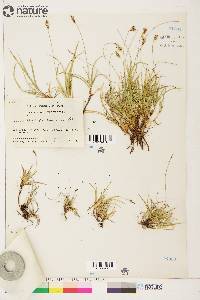 Carex concinna image