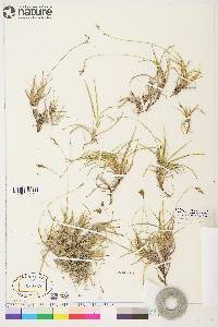 Carex concinna image