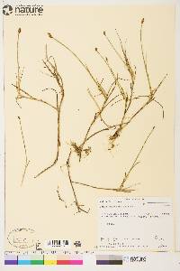 Carex chordorrhiza image