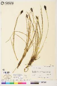 Carex eleusinoides image