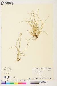 Carex disperma image