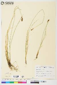 Carex diandra image