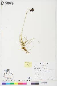 Carex fuliginosa image