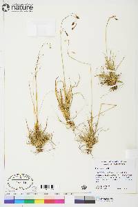 Carex fuliginosa image