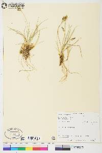 Carex garberi image