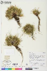 Carex glacialis image