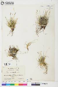 Carex glacialis image