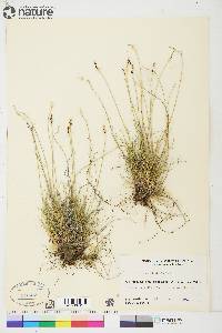 Carex glacialis image