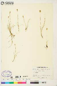 Carex gynocrates image