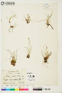 Carex gynocrates image