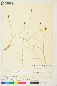 Carex macloviana image