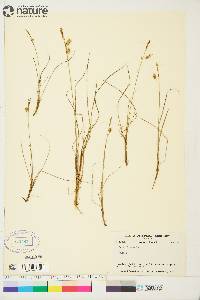 Carex limosa image