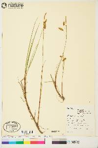 Carex limosa image