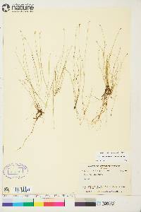 Carex leptalea subsp. leptalea image