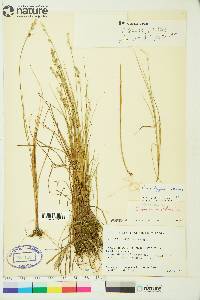 Carex lapponica image