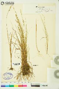 Carex lapponica image