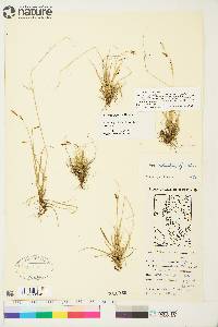 Carex krausei image