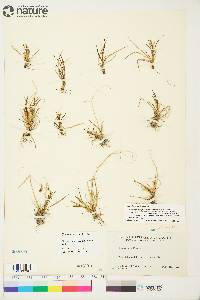 Carex krausei image