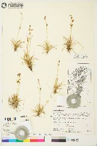 Carex krausei image