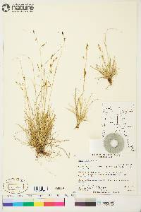 Carex krausei image