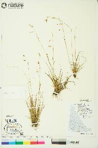 Carex krausei image