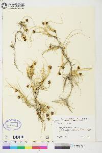 Carex maritima image